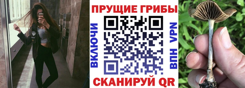 Псилоцибиновые грибы Cubensis Сурск
